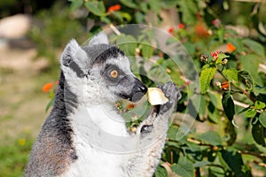 Ring-tailed lemur eat apple, srgb image