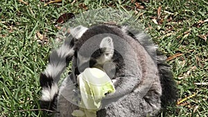 Ring-tailed lemur eat Lettuce