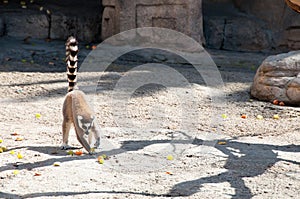 Ring tailed Lemur eating