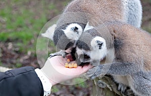 Ring-tailed Lemur eating