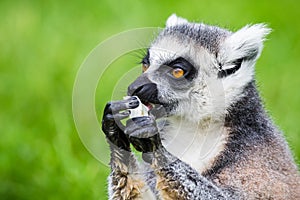 Ring-tailed lemur eating