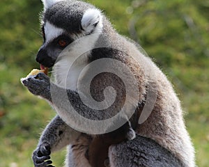 Ring tailed lemur eating