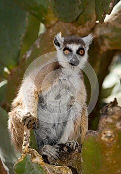 Ring-tailed lemur eating cactus Prickly pear. Madagascar.