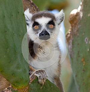 Ring-tailed lemur eating cactus Prickly pear. Madagascar.