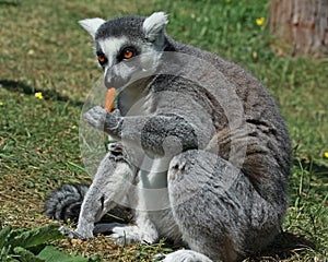 Ring Tailed Lemur eating a carrot