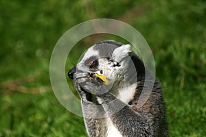 Ring tailed lemur eating fruit