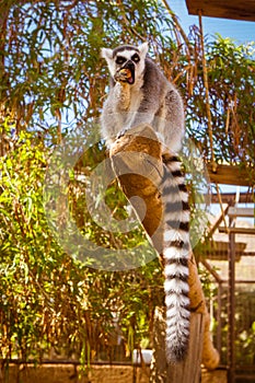 Ring tailed lemur eating fruit