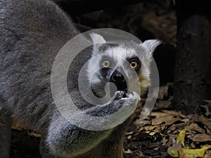 ring tailed lemur eating fruit and looking at you close up portrait