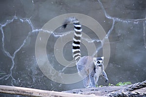 the ring tailed lemur is eating his salad