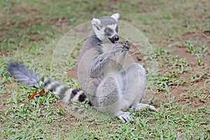 A ring tailed lemur is eating its favorite fruit.