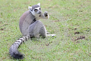 A ring tailed lemur is eating its favorite fruit.
