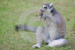 A ring tailed lemur is eating its favorite fruit.