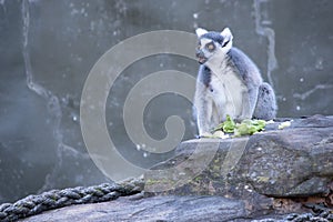 the ring tailed lemur is eating its salad