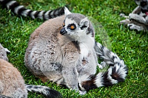 Ring tailed lemur eating leaves.