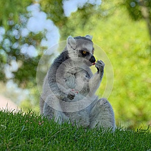 Ring-tailed lemur eats fruits