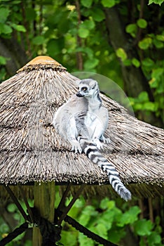 Ring-tailed lemur - endemic animal of Madagascar. Sitting on the roof