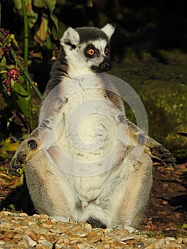 A ring tailed lemur enjoys the sun