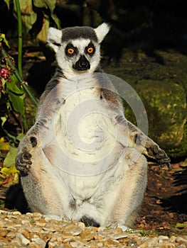 A ring tailed lemur enjoys the sun