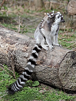 Ring tailed lemur family
