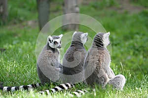 Ring-tailed Lemur family photo