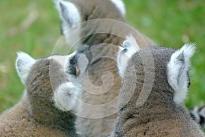 Ring-tailed lemur family