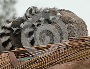 Ring Tailed Lemur Family