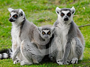 Ring-tailed lemur family photo