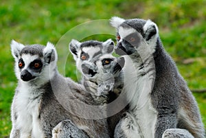 Ring-tailed lemur family