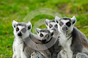 Ring-tailed lemur family