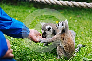 Ring-tailed Lemur family on the grass