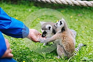 Ring-tailed Lemur family on the grass