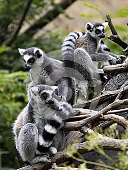 Ring-Tailed Lemur family, Lemur Catta, with the chicks guide in branches