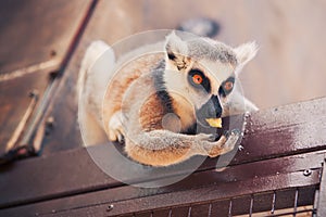Ring-tailed lemur feeding