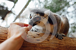 Ring-tailed lemur feeding in contact zoo