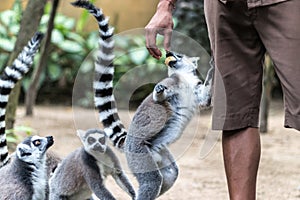 The ring-tailed lemur feeding by zoo worker in Bali Zoo, Indonesia.