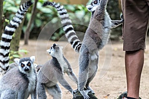 The ring-tailed lemur feeding by zoo worker in Bali Zoo, Indonesia.