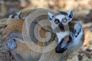 Ring tailed lemur female and her baby photo