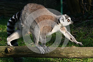 Ring-tailed lemur - France photo