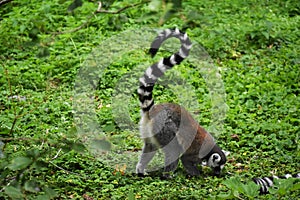 Ring tailed lemur on green grass.