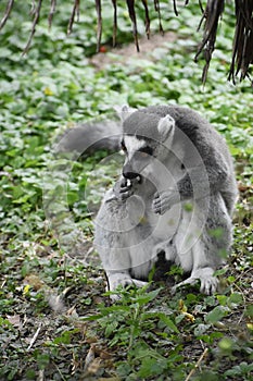 Ring tailed lemur on green grass.