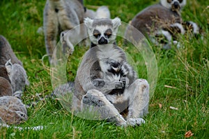 Ring tailed lemur grooming its tail whilst sitting in a family group