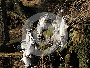 Ring tailed lemur group