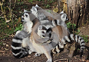 Ring tailed lemur group
