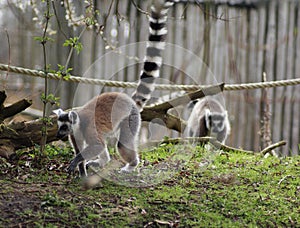 Ring tailed lemur group in zoo