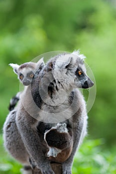 Ring-tailed lemur with her cute babies