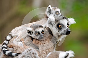 Ring-tailed lemur with her cute babies photo