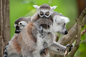 Ring-tailed lemur with her cute babies