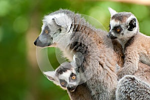 Ring-tailed lemur with her cute babies