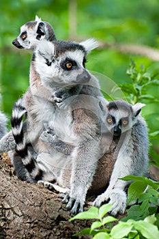 Ring-tailed lemur with her cute babies