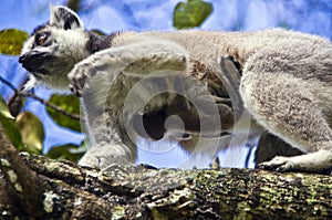 Ring-tailed lemur with her cute baby